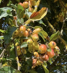 Malus sylvestris