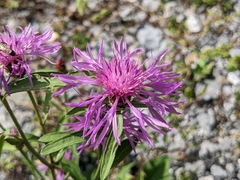 Centaurea