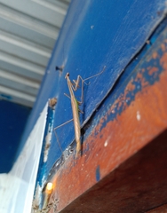 Phasmomantis sumichrasti