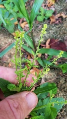 Rorippa sessiliflora