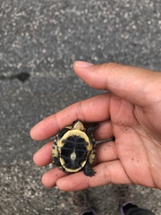 Emydoidea blandingii