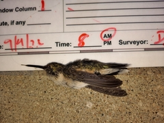 Archilochus colubris