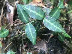 Trachelospermum asiaticum