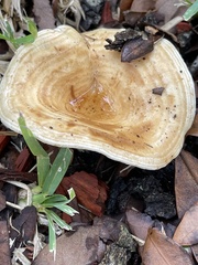 Lactarius