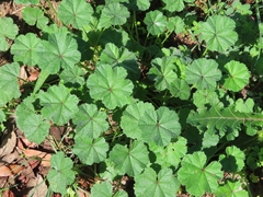 Malva