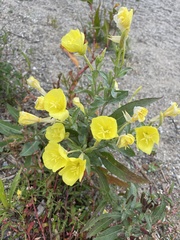 Oenothera parviflora