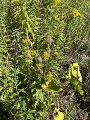 Parthenium integrifolium