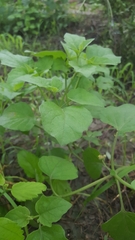 Physalis hederifolia