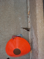 Archilochus colubris