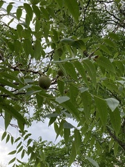 Juglans nigra