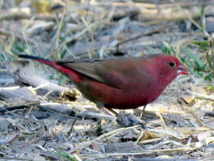 Lagonosticta senegala rendalli