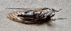 Neotibicen pruinosus