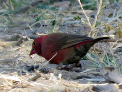 Lagonosticta senegala rendalli