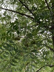 Juglans nigra