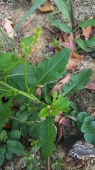 Rorippa sessiliflora