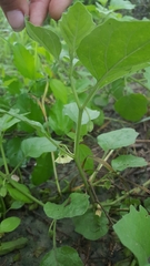 Physalis hederifolia