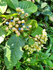 Viburnum nudum