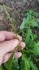 Rorippa sessiliflora