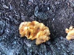 Physalacriaceae