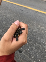 Emydoidea blandingii