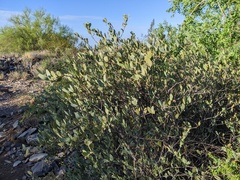 Simmondsia chinensis