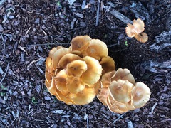 Physalacriaceae