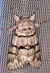 Panthea furcilla