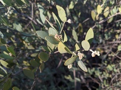 Simmondsia chinensis