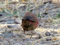 Lagonosticta senegala rendalli