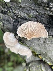 Schizophyllum commune