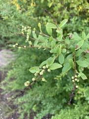 Ligustrum quihoui