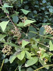 Viburnum nudum