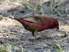 Lagonosticta senegala rendalli