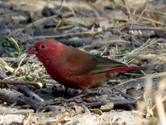 Lagonosticta senegala rendalli