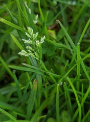 Poa