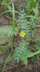 Tribulus terrestris