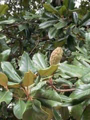 Magnolia grandiflora