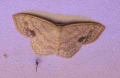 Scopula limboundata