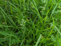 Poa