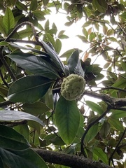 Magnolia grandiflora