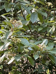 Viburnum nudum