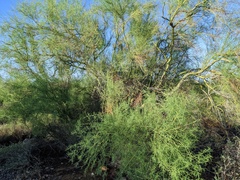 Parkinsonia