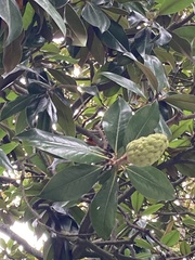 Magnolia grandiflora