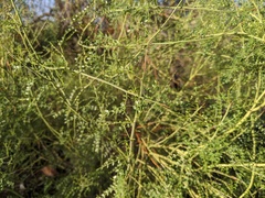 Parkinsonia
