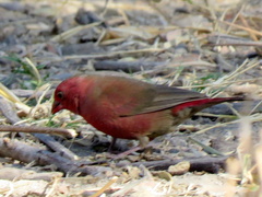 Lagonosticta senegala rendalli