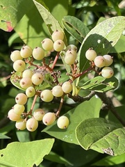 Viburnum nudum