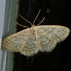 Idaea subsericeata