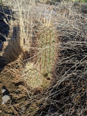 Echinocereus engelmannii engelmannii