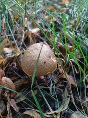 Xerocomellus chrysenteron