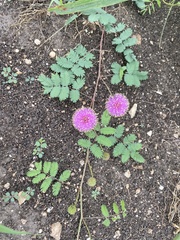 Mimosa microphylla